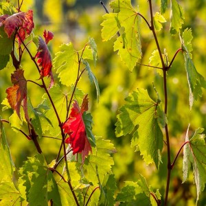 Autumn in the winery