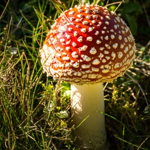 My photo garden – mushrooms